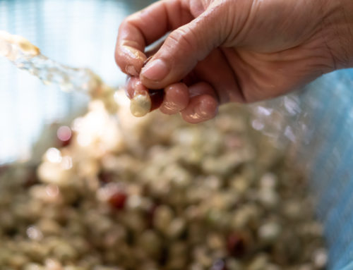 Fermentación del Café: Ocho cosas que probablemente no conoces