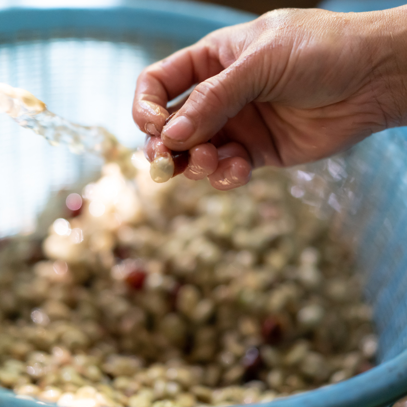Coffee processing fermentation pulping despulpado